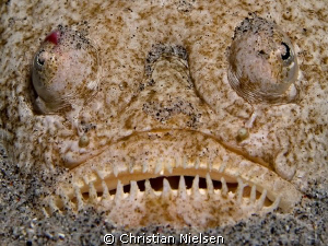 I am ugly ;-)
Special creature, this Stargazer. Photo sh... by Christian Nielsen 